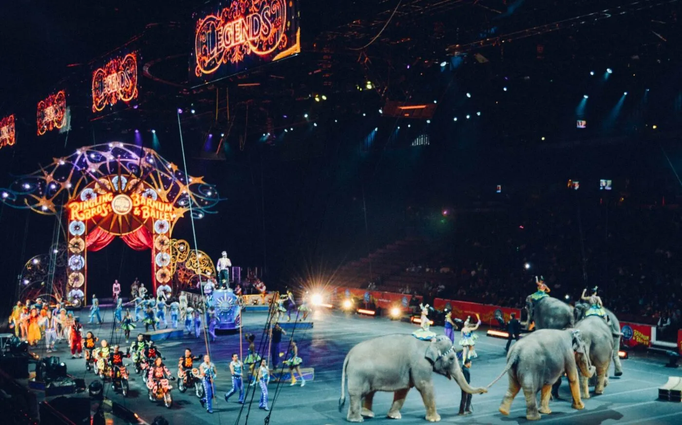 The use of animals in circuses